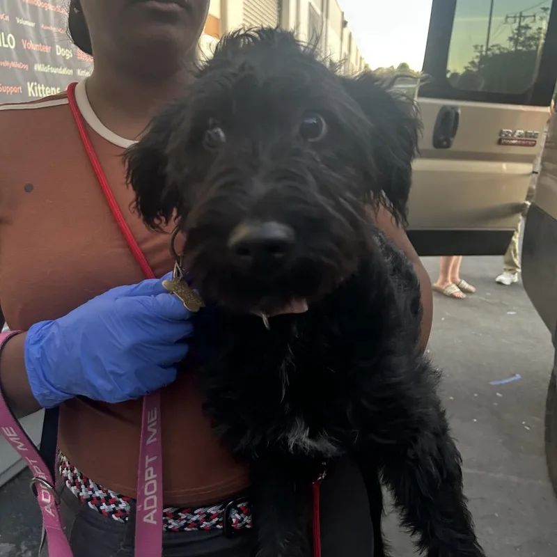 Daffodil thumbnail 5