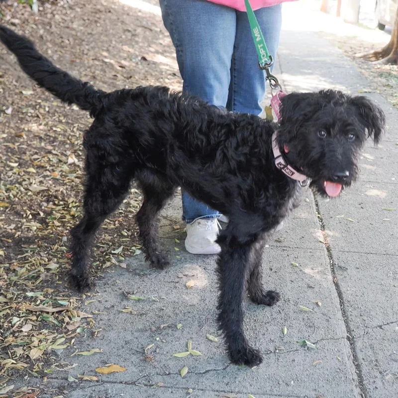 Daffodil thumbnail 6