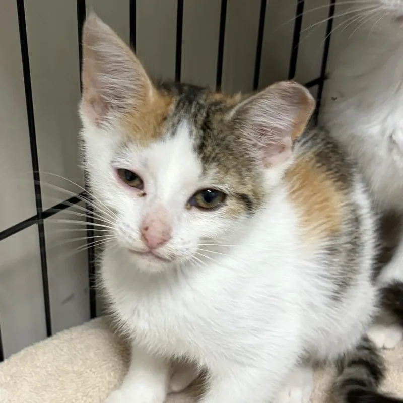 A baby small-sized female Calico Domestic Short Hair cat named Nancy for adoption in La Grange, KY