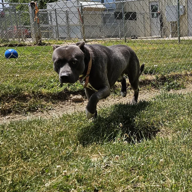 An adult large-sized male Gray / Blue / Silver Pit Bull Terrier dog named Archer for adoption in Benton Harbor, MI