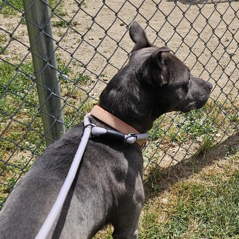 Archer thumbnail 4
