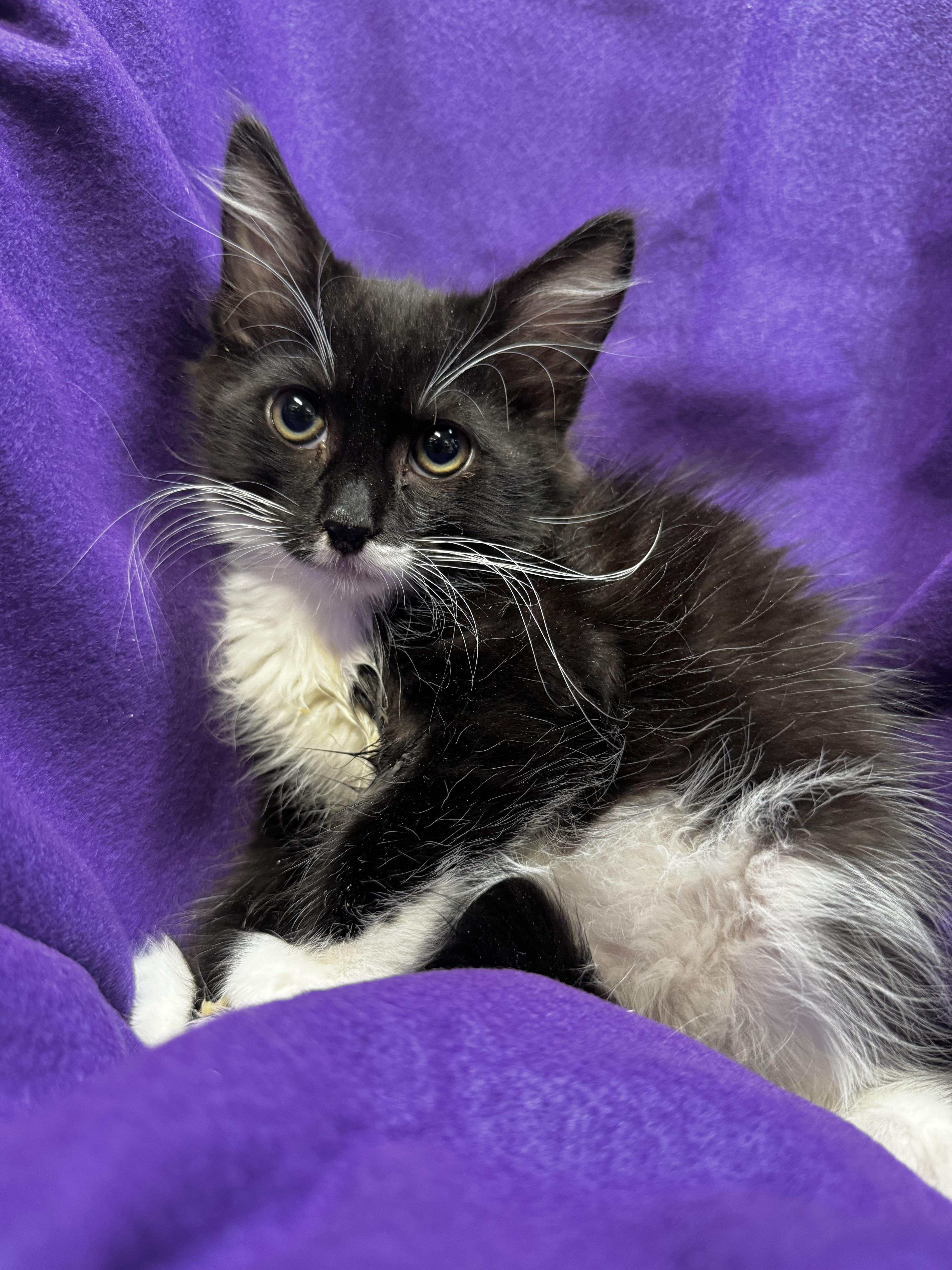 A baby medium-sized male Black & White / Tuxedo Domestic Long Hair cat named Spike for adoption in Riverside, CA