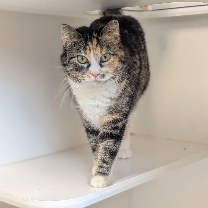 Patches  Bonded With thumbnail 2