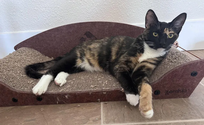 A young medium-sized female Calico cat named Nebula for adoption in Phoenix, AZ