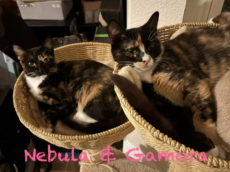 Nebula thumbnail 3