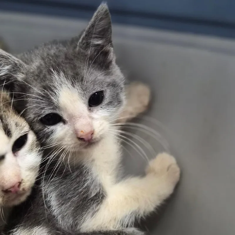 A baby small-sized female Gray / Blue / Silver Domestic Short Hair cat named Sriracha for adoption in Wahiawa, HI