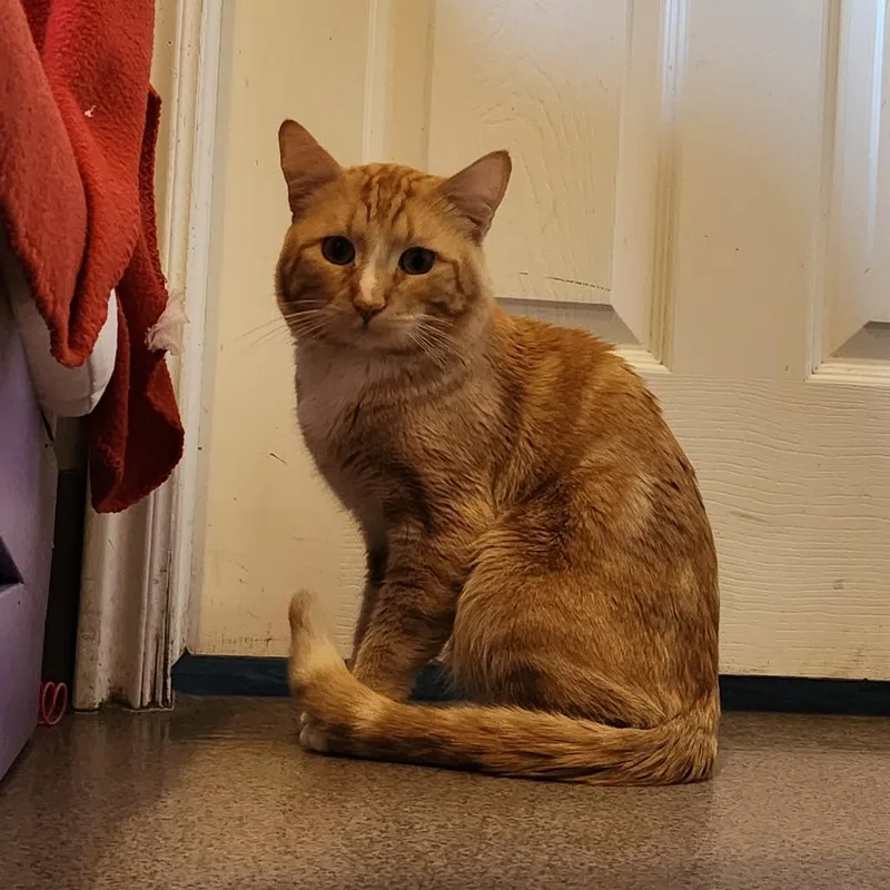 An adult medium-sized male Orange / Red Domestic Short Hair cat named Mandalay for adoption in Las Vegas, NV