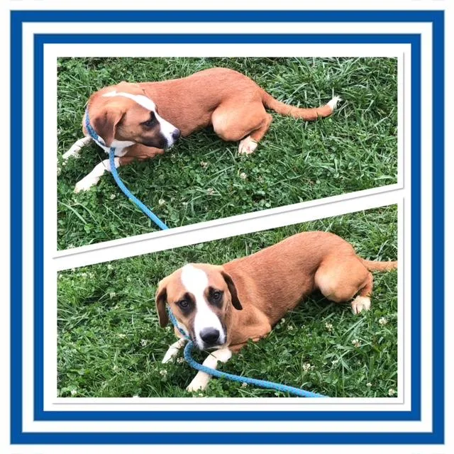 A baby medium-sized male Mixed Breed dog named Blake Shelton for adoption in Buckhannon, WV