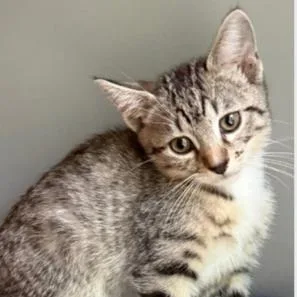 A baby small-sized male Domestic Short Hair cat named Caleb for adoption in Cumming, GA