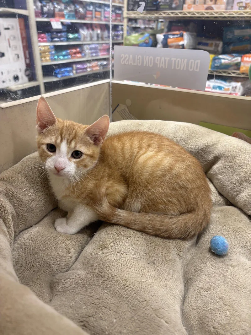 A baby medium-sized male Orange & White Domestic Short Hair cat named Mango for adoption in Yardley, PA