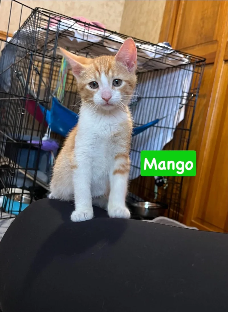 Mango thumbnail 2