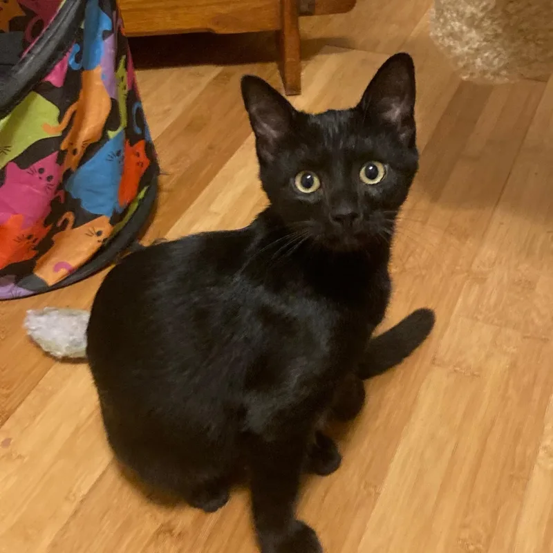 A baby medium-sized male Black Domestic Short Hair cat named Bbbb for adoption in Watkinsville, GA