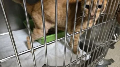 Mr. Magorium thumbnail 2