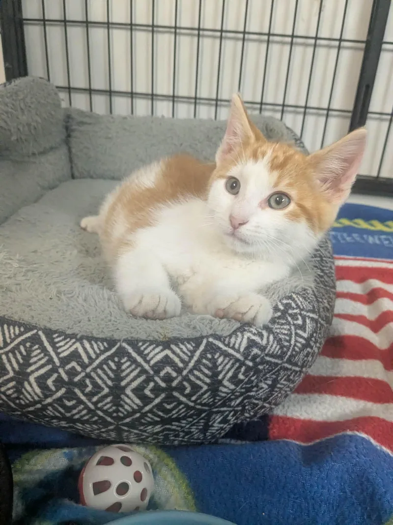 A baby small-sized male Domestic Short Hair cat named Kinike for adoption in Lock Haven, PA
