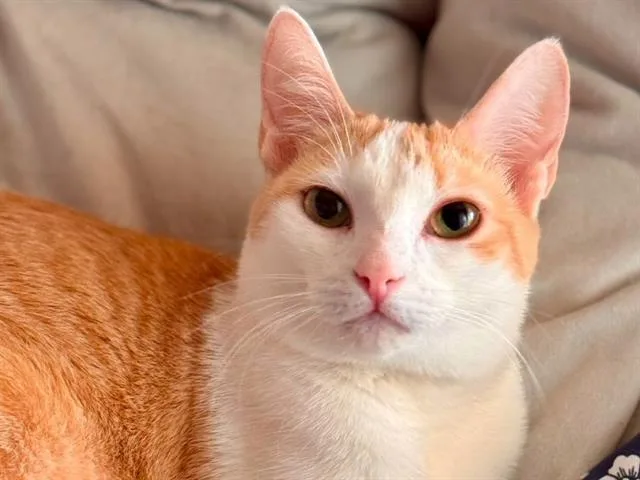 An adult small-sized female Domestic Short Hair cat named Fizz for adoption in Tucson, AZ
