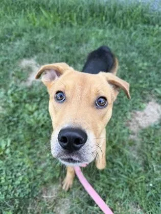 A young small-sized male Black Mixed Breed dog named Sylas for adoption in Kansas City, MO