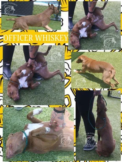 A baby medium-sized female Labrador Retriever dog named Officer Whiskey for adoption in Kenansville, NC