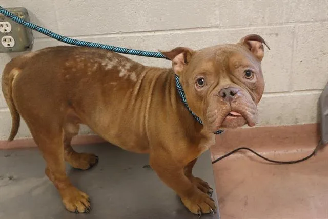 An adult medium-sized male Mixed Breed dog named Hulk for adoption in Columbia, SC