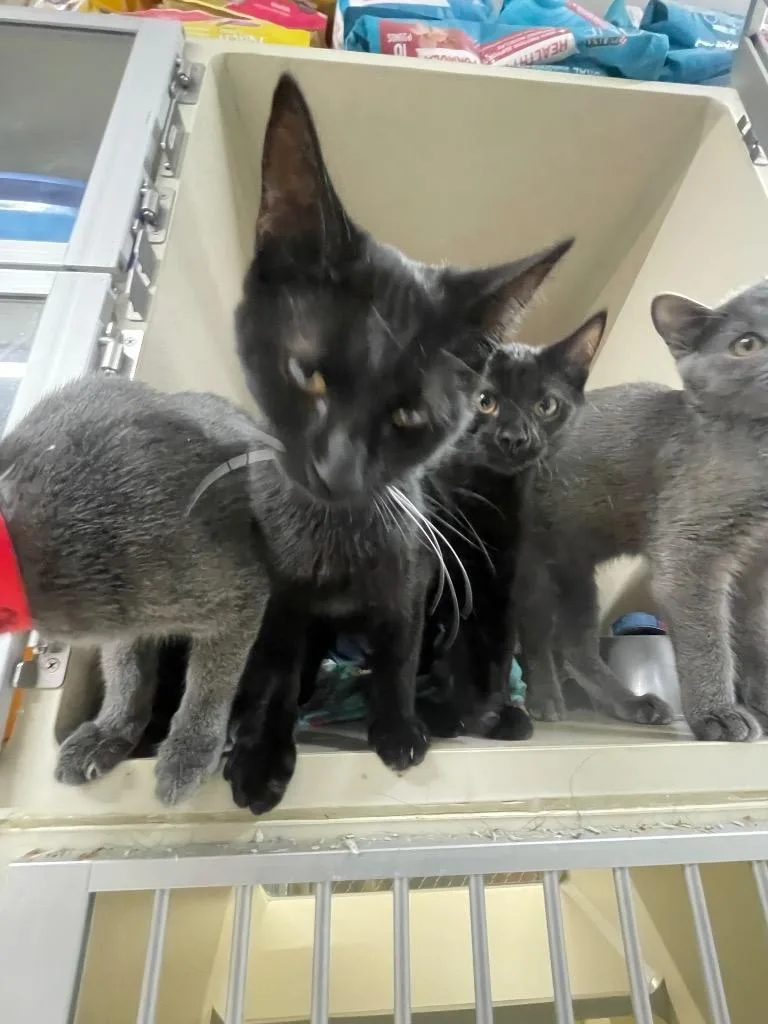 A baby medium-sized female Domestic Short Hair cat named Latte for adoption in St. Albans, VT