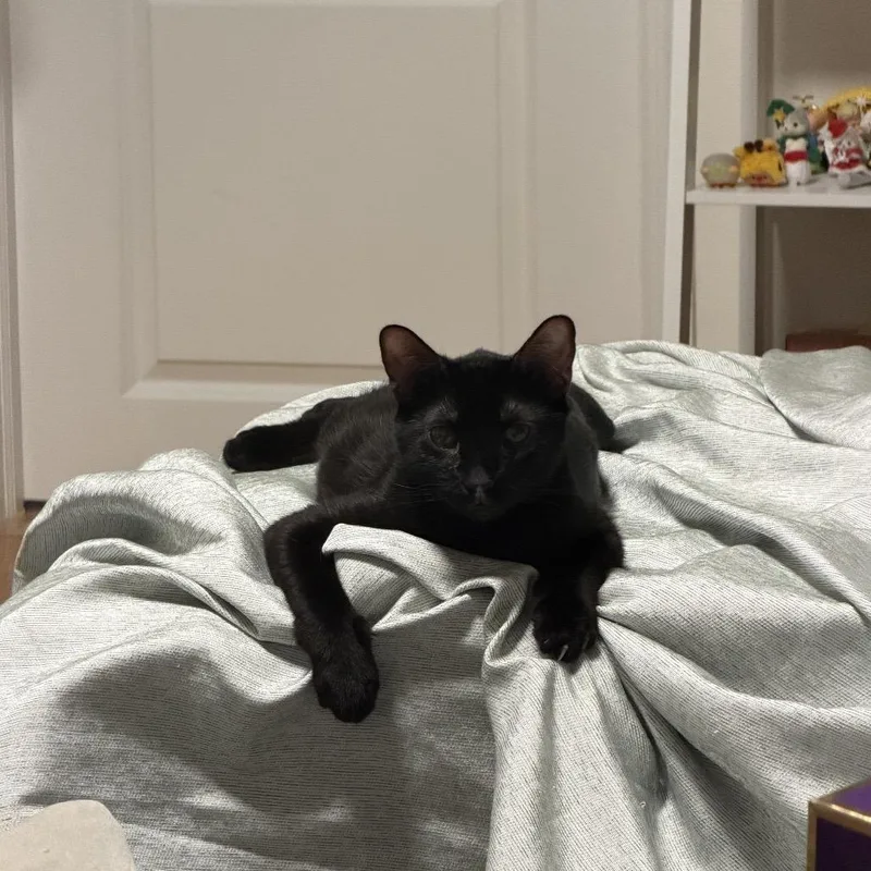A young medium-sized female Domestic Short Hair cat named Cupcake for adoption in Middle Village, NY