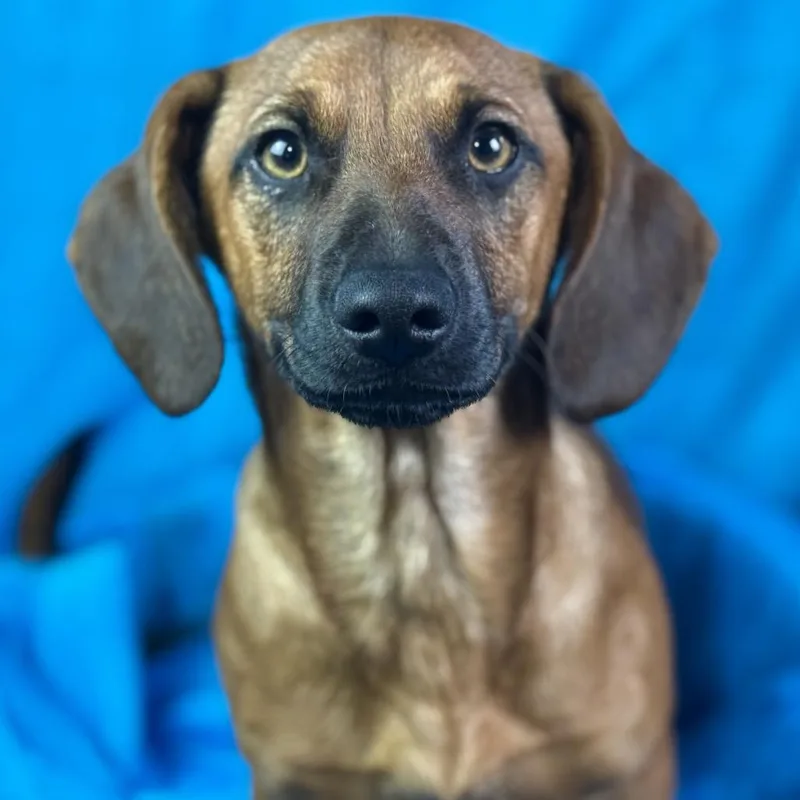 Twix — The Loyal thumbnail 5