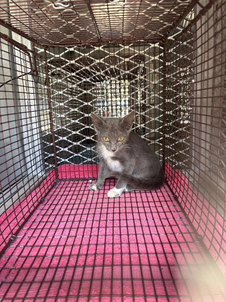 A baby small-sized female Domestic Short Hair cat named Luna for adoption in New Braunfels, TX