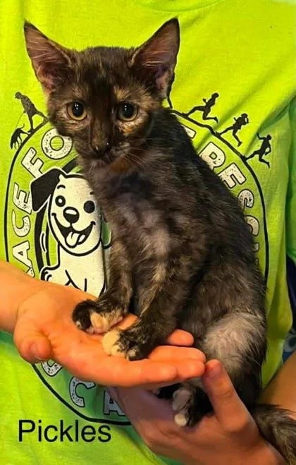 A young small-sized female Domestic Short Hair cat named Pickles for adoption in Beatrice, NE