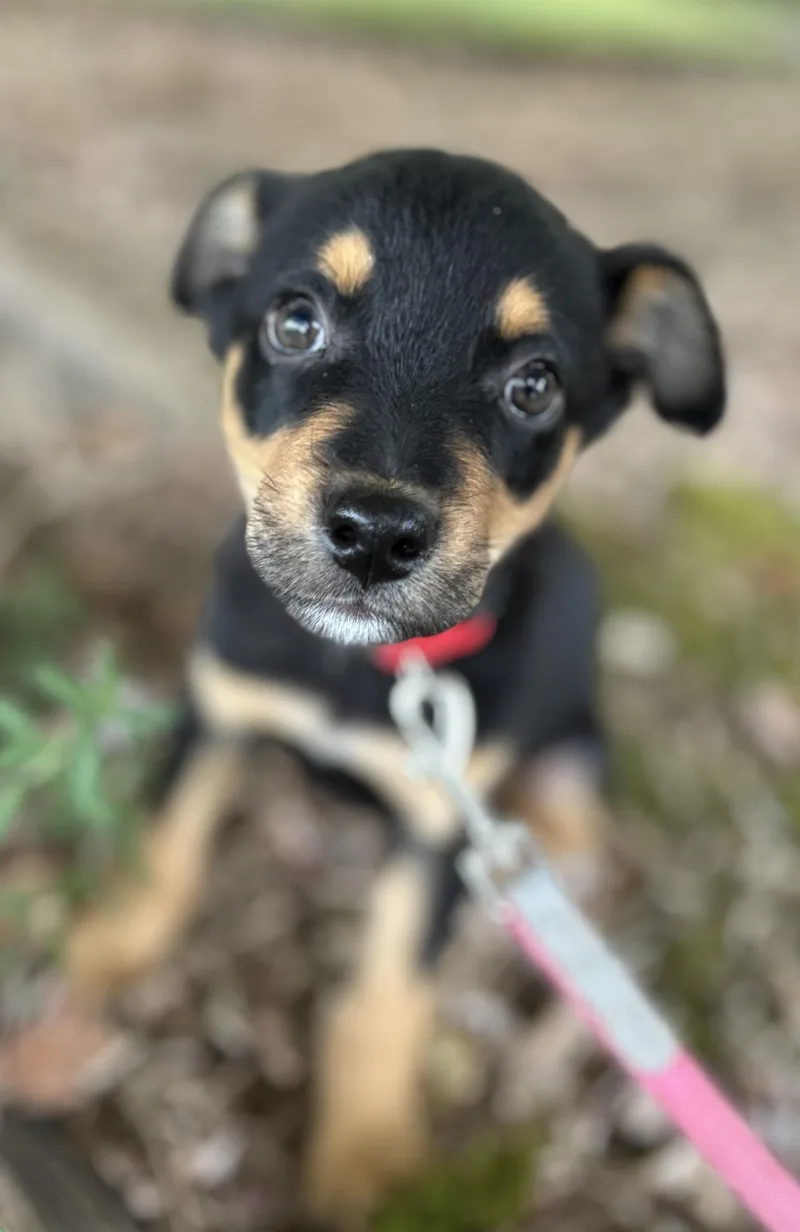 A young small-sized male Chihuahua dog named Arrow for adoption in Tigard, OR