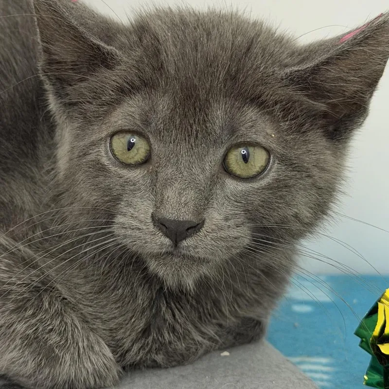 A baby small-sized female Domestic Short Hair cat named Tokidoki for adoption in Los Angeles, CA