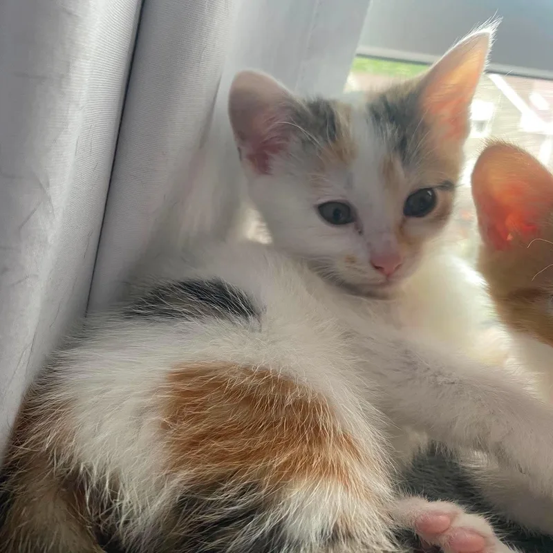 A baby small-sized female American Shorthair cat named Pancake for adoption in Danbury, CT