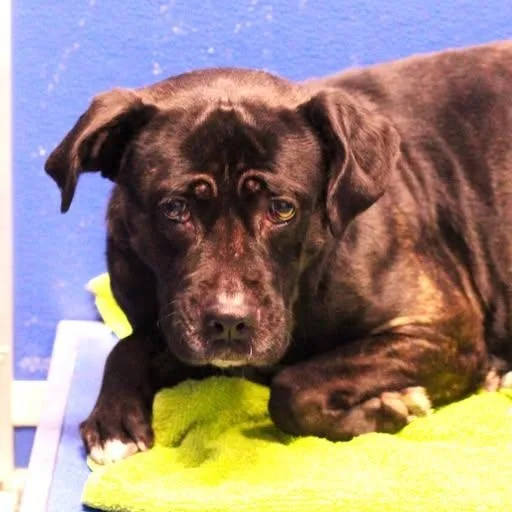 An adult medium-sized female Black Pit Bull Terrier dog named 26-01332 for adoption in Fredericksburg, VA