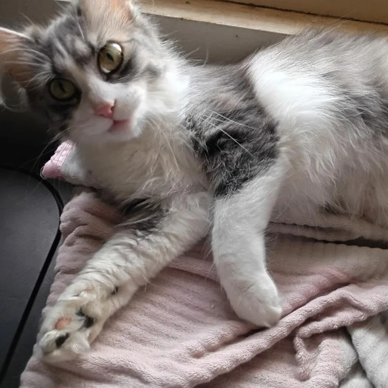 A young medium-sized female Gray / Blue / Silver Domestic Long Hair cat named Dragonfly for adoption in Tulsa, OK
