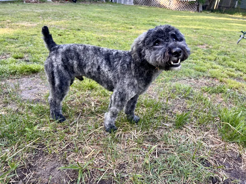 A baby small-sized male Gray / Blue / Silver Miniature Poodle dog named Angus for adoption in Candler, NC