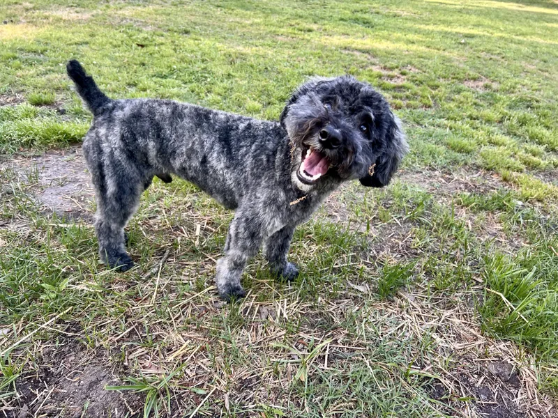 Angus thumbnail 3