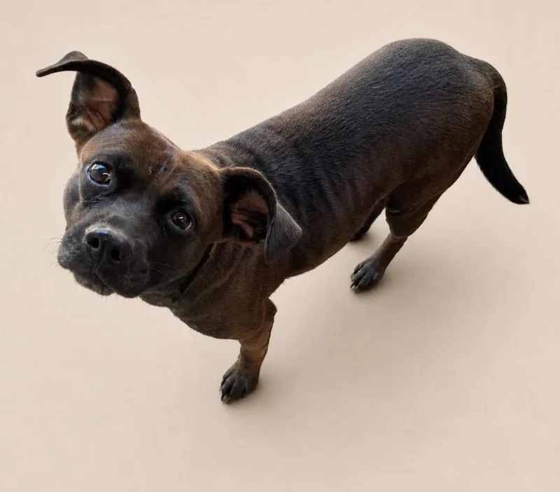 An adult medium-sized female Mixed Breed dog named Blossom for adoption in Mount Gilead, NC