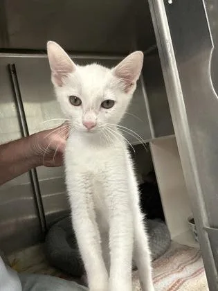 A baby medium-sized male Domestic Short Hair cat named Sir Whiskers for adoption in Picayune, MS