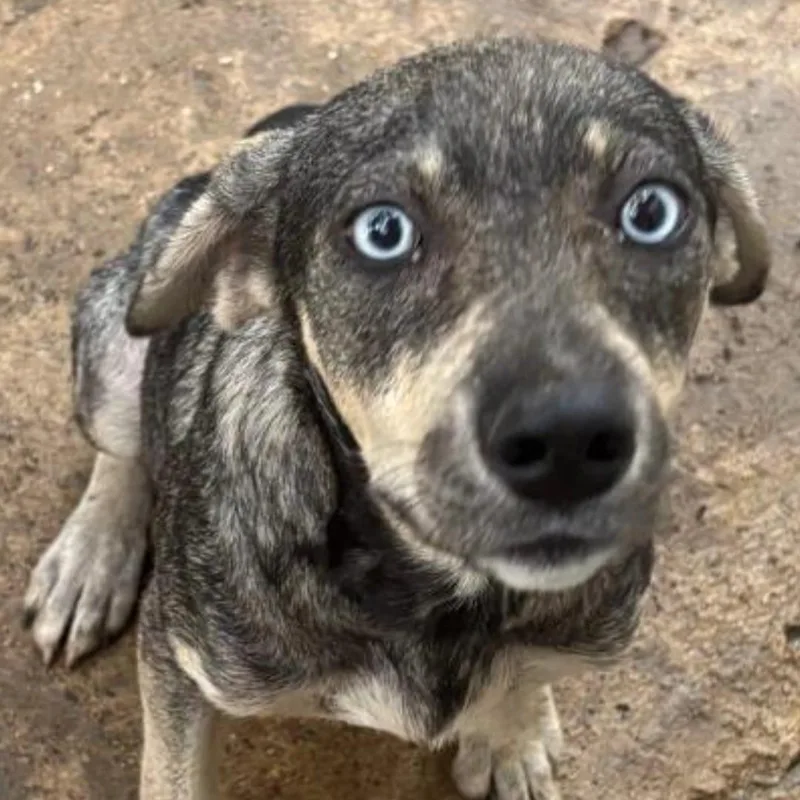 Azul
