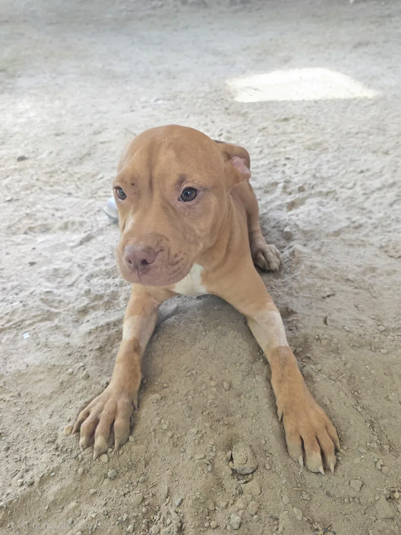 A young medium-sized male Pit Bull Terrier dog named Dodge for adoption in McCrory, AR