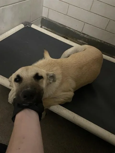 A young small-sized female German Shepherd Dog dog named Tinkywinky for adoption in Stockton, CA