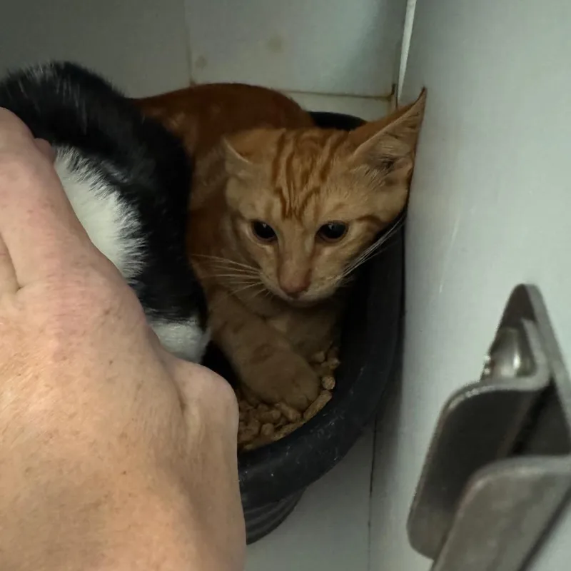 A baby small-sized male Orange / Red Domestic Short Hair cat named Trout for adoption in Lake Jackson, TX