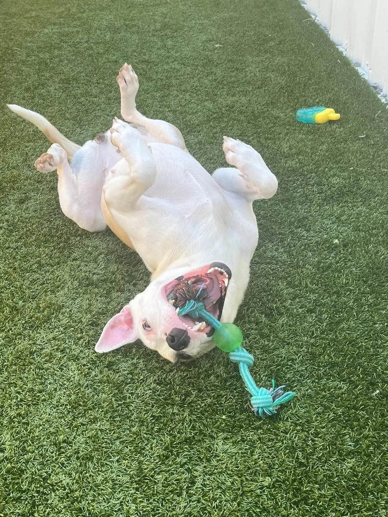 An adult medium-sized female Terrier dog named Luna for adoption in Louisville, KY