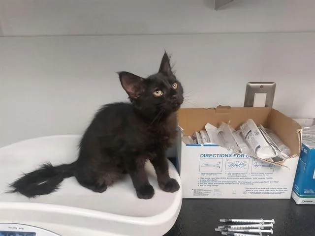 A baby small-sized female Domestic Short Hair cat named Canyoncrest for adoption in Antioch, CA