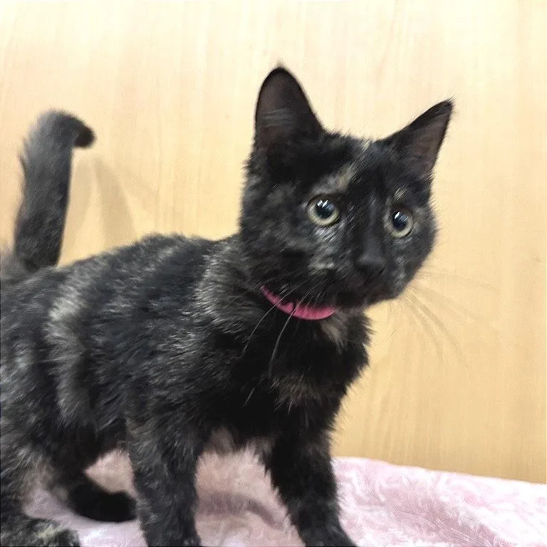A baby small-sized female Tortoiseshell Domestic Short Hair cat named Hyacinth for adoption in Saint Louis, MO