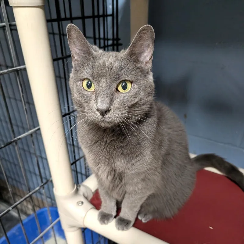 Fredericka