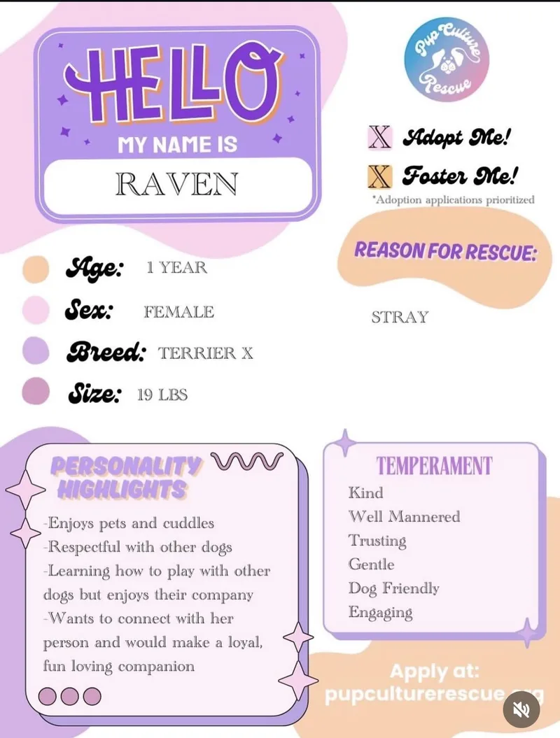 Raven thumbnail 4