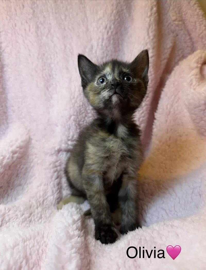 A baby medium-sized male Black Domestic Short Hair cat named Oliver for adoption in Copley, OH