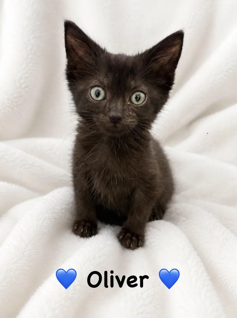 Oliver thumbnail 2