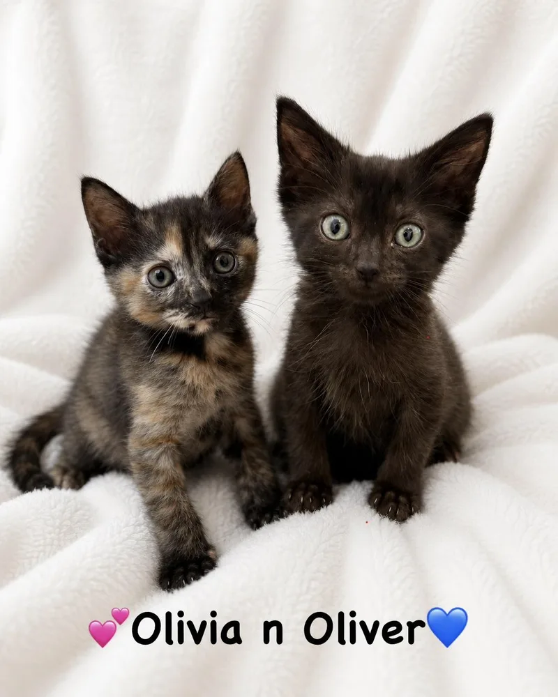 Oliver thumbnail 3