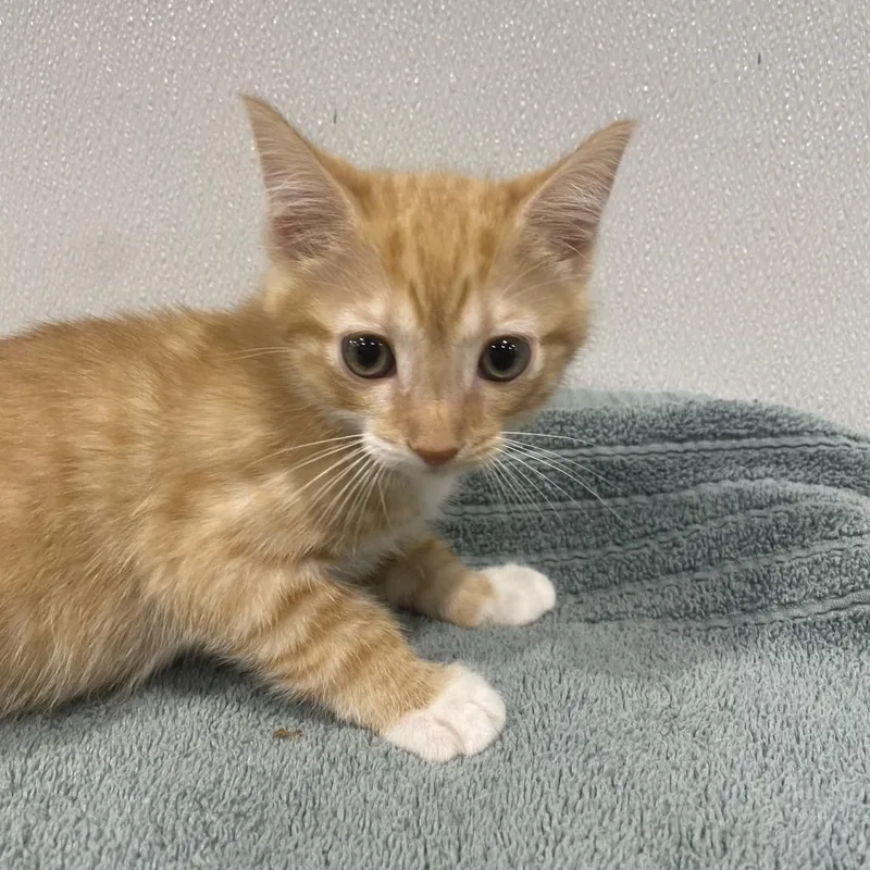 An adult large-sized male Orange / Red Domestic Short Hair cat named Mylo for adoption in Tampa, FL