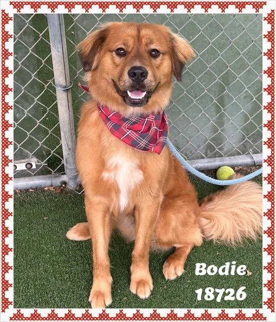 Bodie